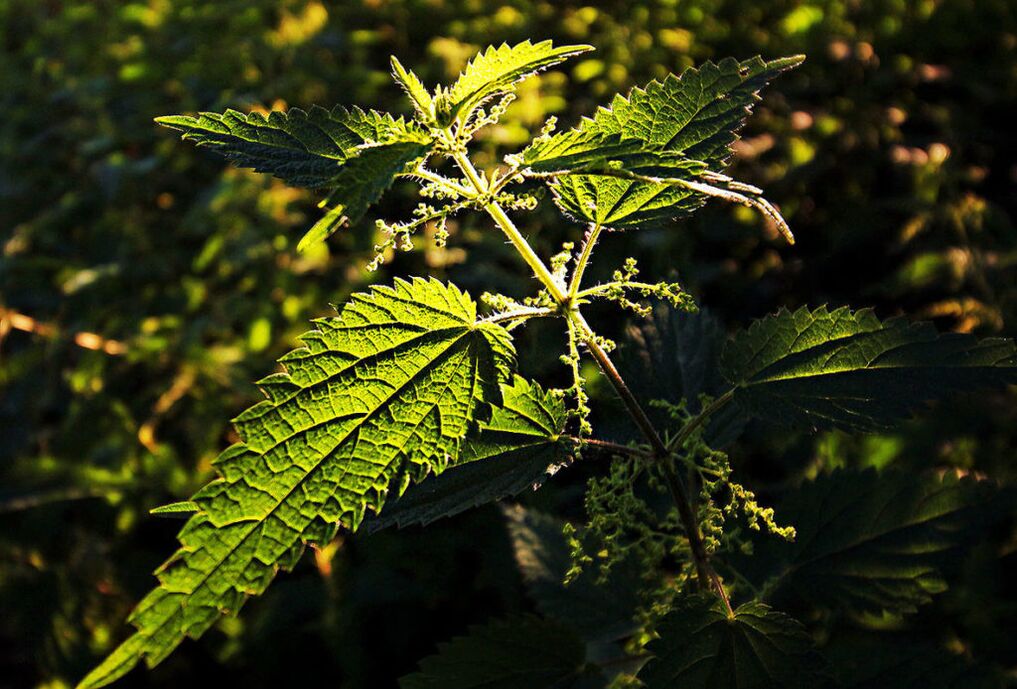 Nettle increases efficacy