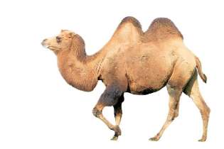 camel