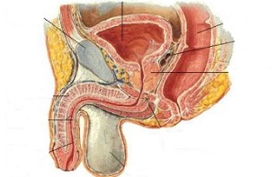 The location of auspicious points in men