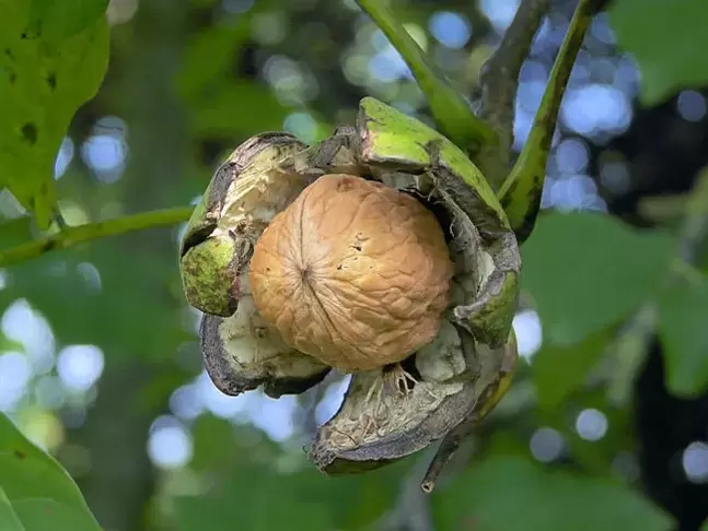 The potency of walnuts