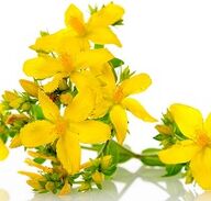 St. John's Wort Stimulating Effect