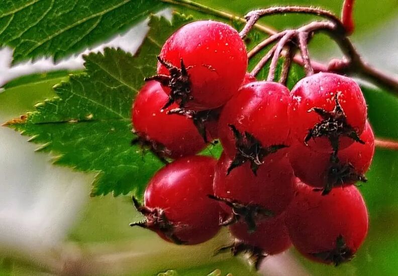 Hawthorn increases potency