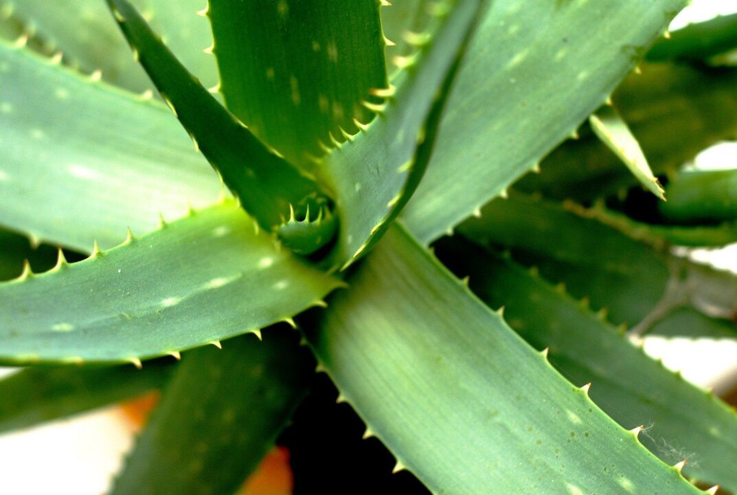 Aloe Vera for Men