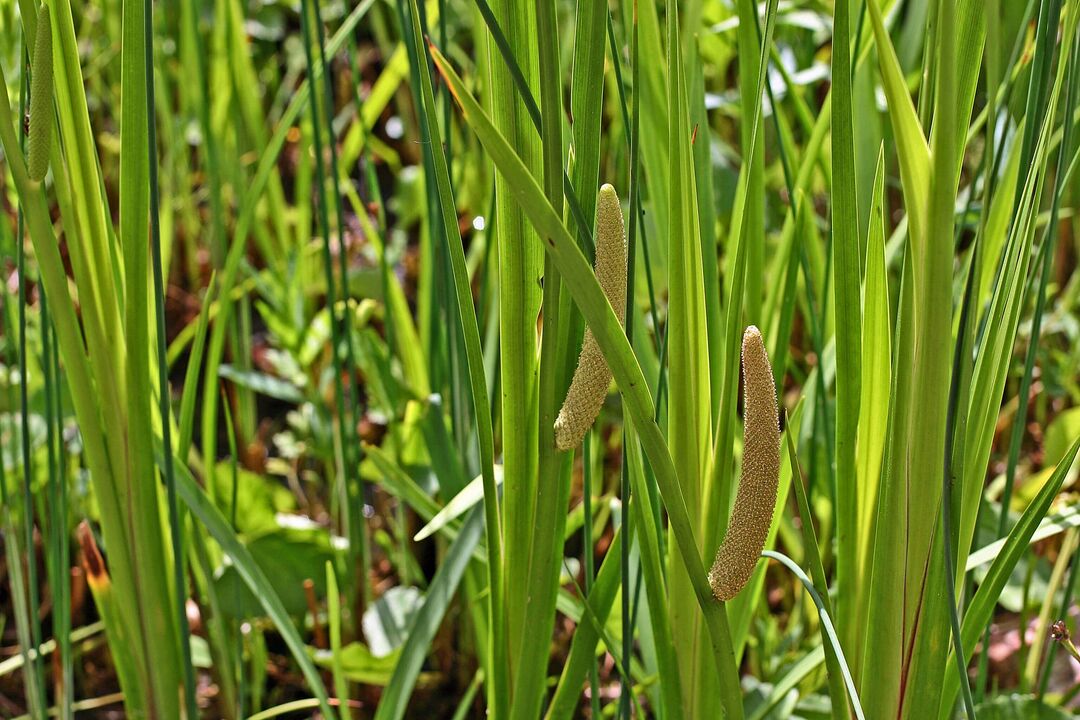 Calamus Herb Potency