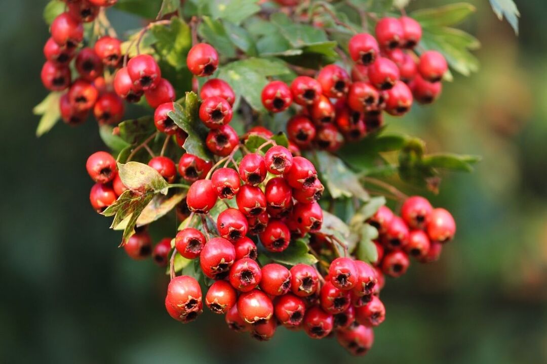 Hawthorn Potency