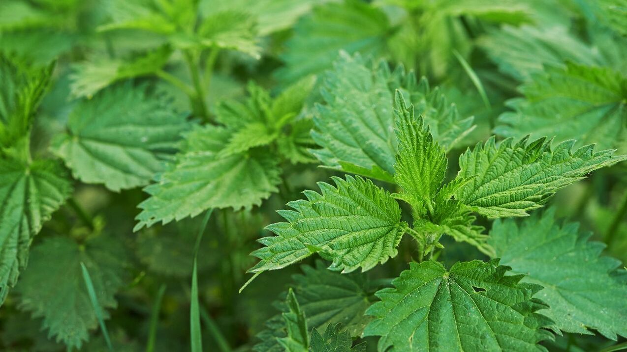 Potency of Herb Nettle