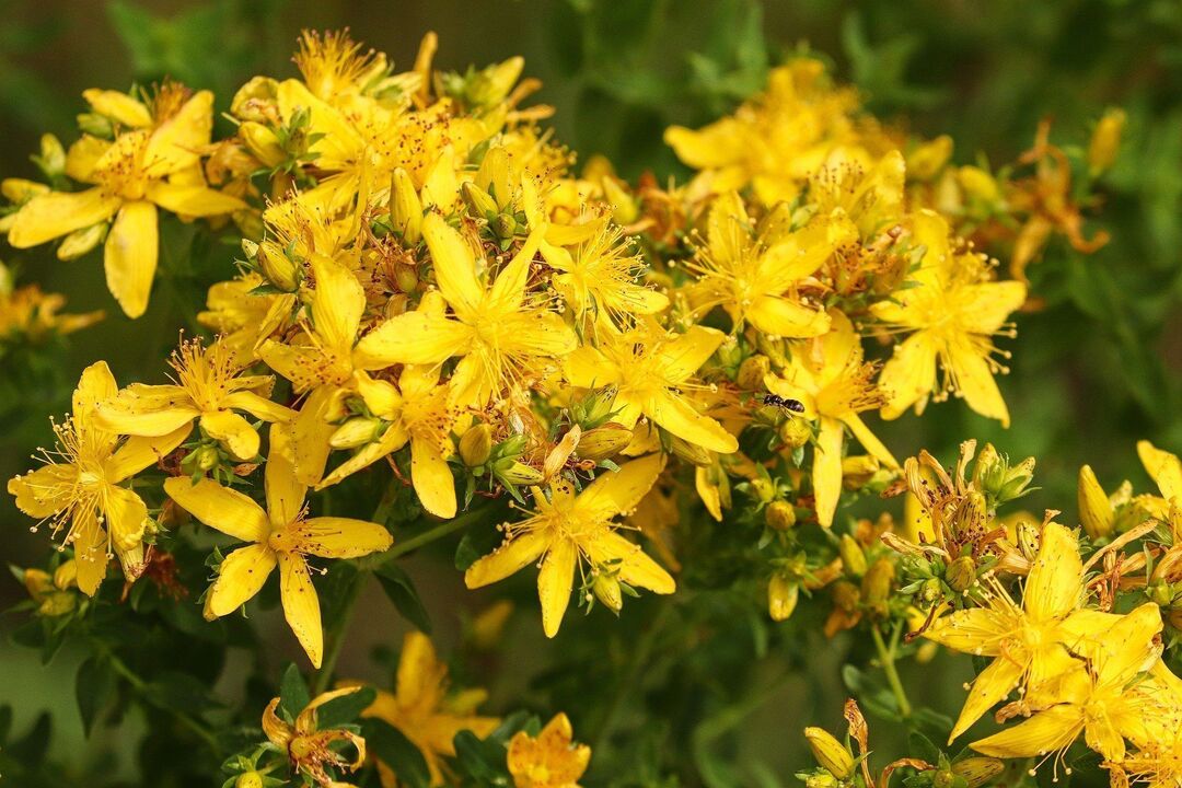 St. John's Wort Potency