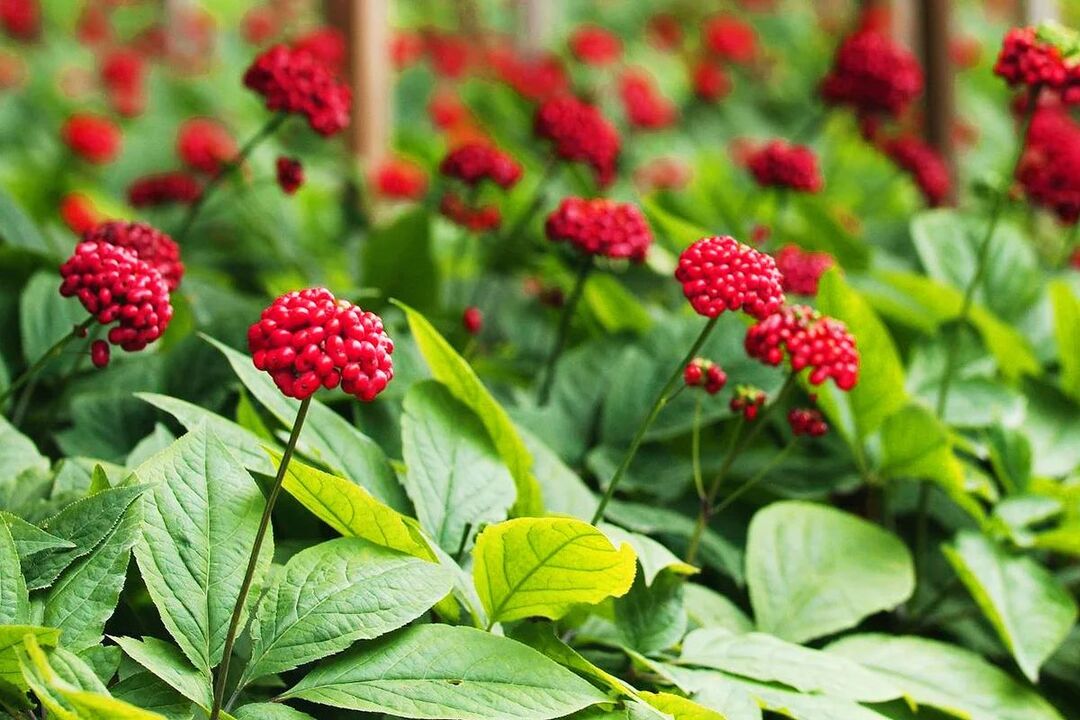 The efficacy of ginseng herbs