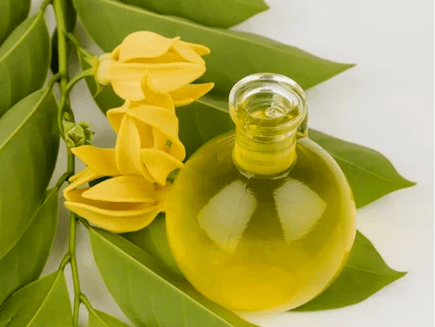 Aromatherapy improves efficacy
